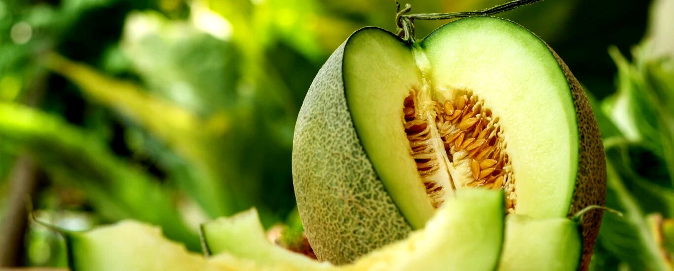 چند خاصیت مهم خربزه که نمی دانستید