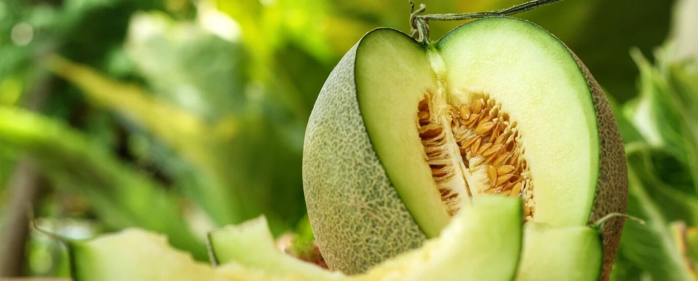 چند خاصیت مهم خربزه که نمی دانستید