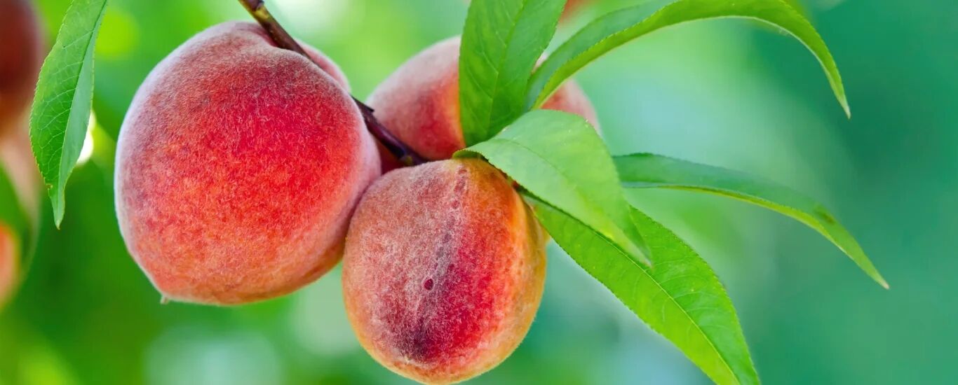 خواص بی نظیر روغن هسته هلو برای پوست، مو و سلامت بدن + طرز تهیه