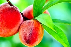 خواص بی نظیر روغن هسته هلو برای پوست، مو و سلامت بدن + طرز تهیه
