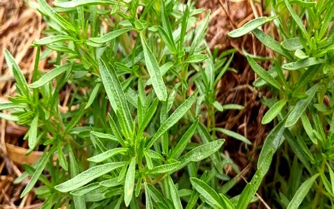 همه چیز درباره خواص شگفت انگیز عرق مرزه + طبع و کاربرد 