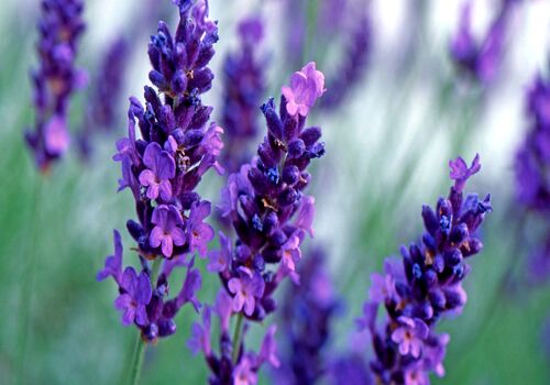 می دونستین اسطوخودوس حکم قوی ترین مسکن رو برای خانم ها داره؟ 