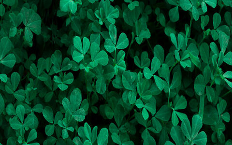 شنبلیله چه خواصی دارد؟ + طبع و نحوه مصرف 
