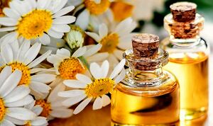 با روغن بابونه به موهات جون بده + نحوه مصرف 