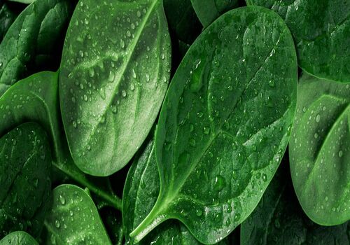 اسفناج چه خواصی دارد؟ + طبع و ارزش غذایی
