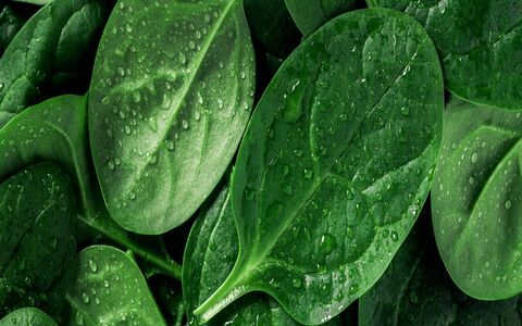 اسفناج چه خواصی دارد؟ + طبع و ارزش غذایی
