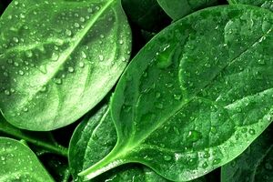 اسفناج چه خواصی دارد؟ + طبع و ارزش غذایی