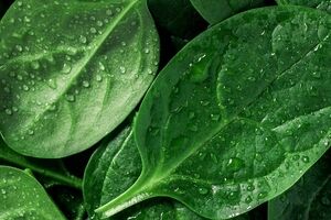 اسفناج چه خواصی دارد؟ + طبع و ارزش غذایی
