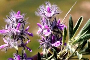 خواص چای کوهی؛ خداحافظی با سردردهای میگرنی و افسردگی