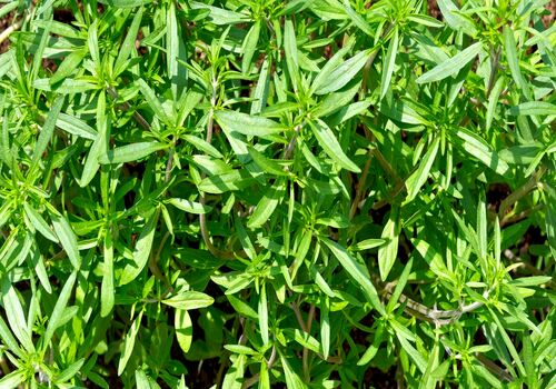 اگه می خوای قاعدگی راحتی داشته باشی٬ مرزه بخور
