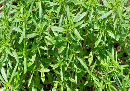 اگه می خوای قاعدگی راحتی داشته باشی٬ مرزه بخور