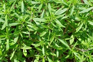 اگه می خوای قاعدگی راحتی داشته باشی٬ مرزه بخور