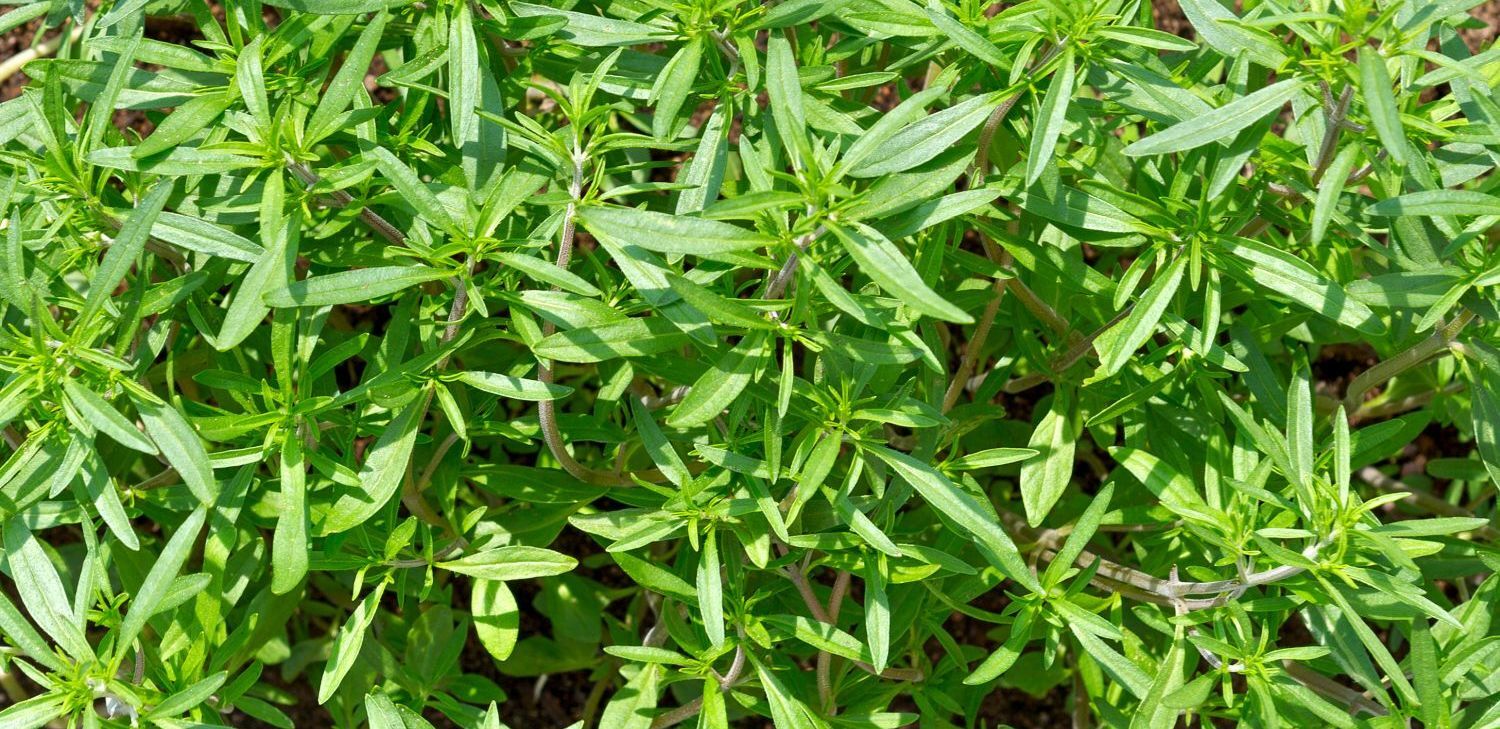 اگه می خوای قاعدگی راحتی داشته باشی٬ مرزه بخور