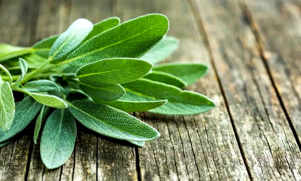 دمنوش مریم گلی