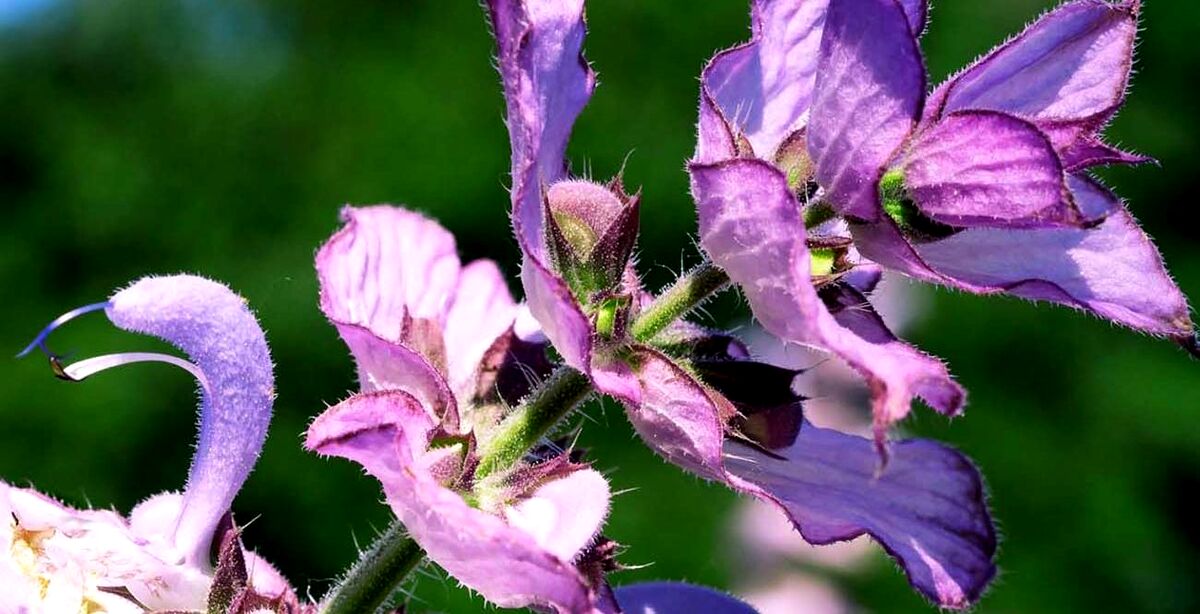 مریم گلی برای پوست و مو