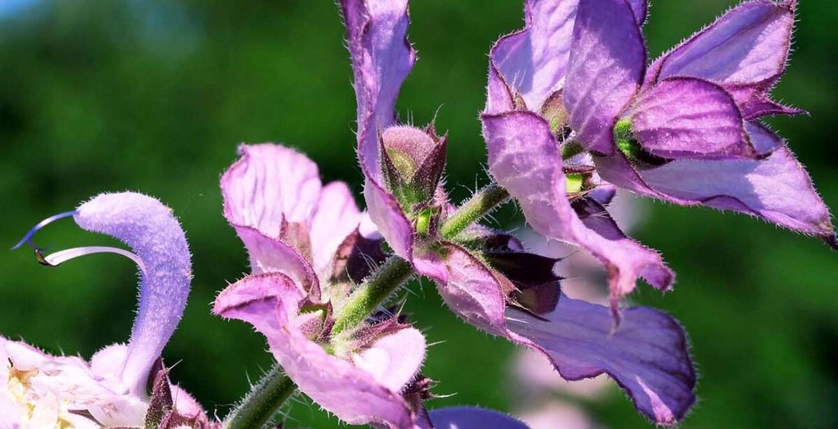 مریم گلی برای پوست و مو