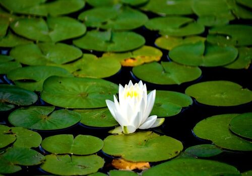 آشنایی با خواص گل نیلوفر آبی + طریقه مصرف 