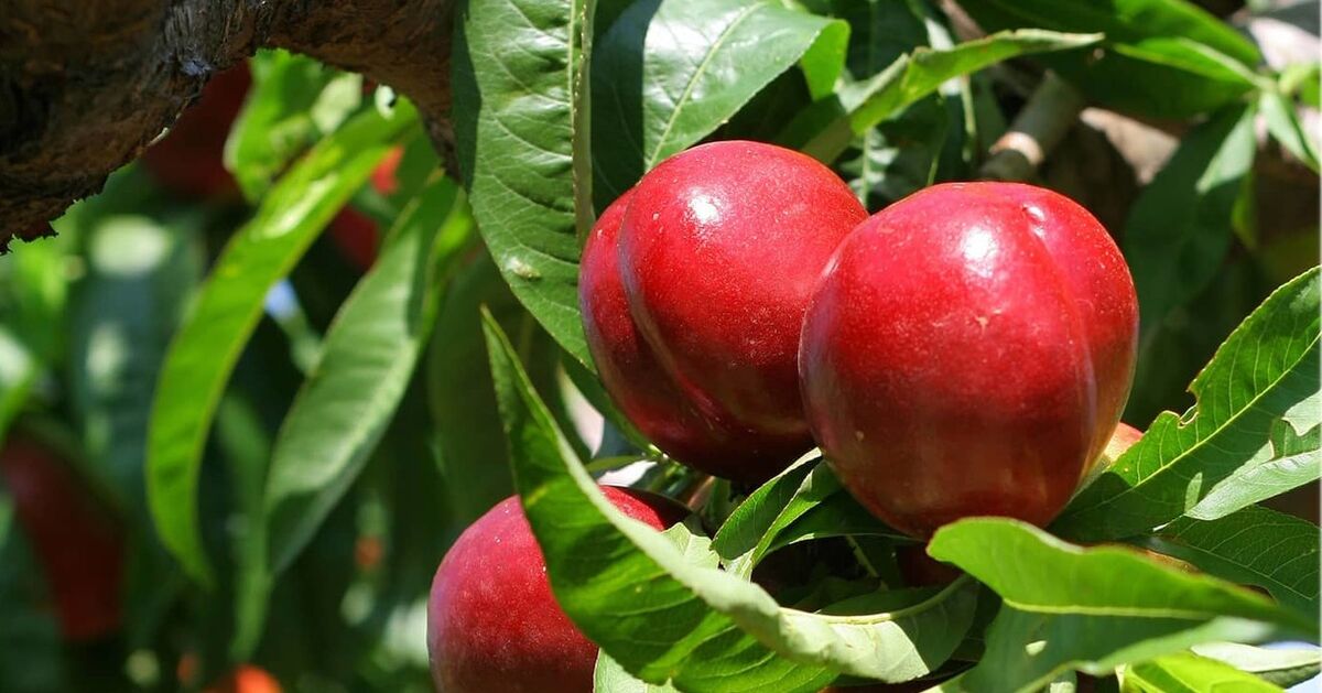 شلیل برای بارداری