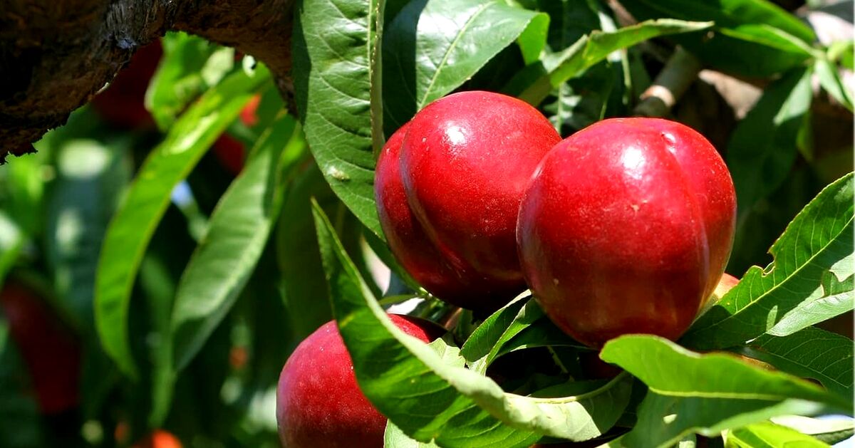 شلیل برای بارداری