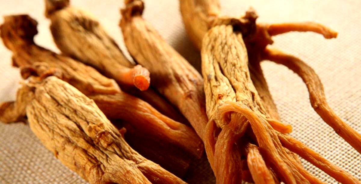 می دونستی جینسینگ با همه فوایدش، پرخطرترین گیاه داروییه؟