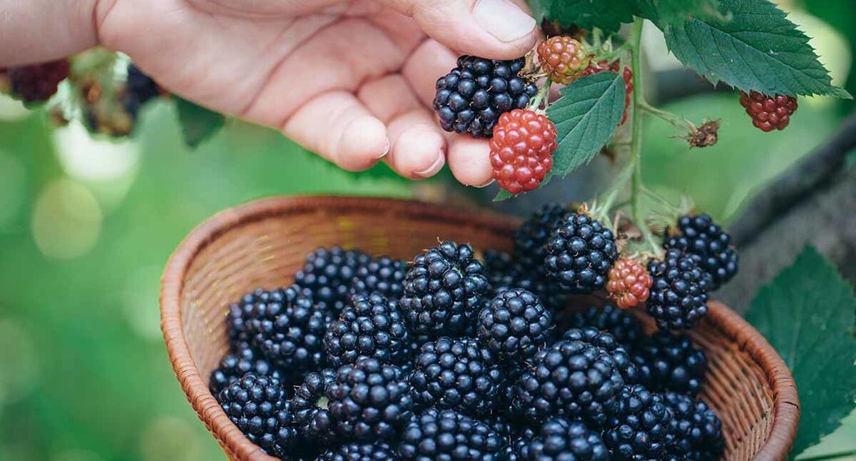 توت سیاه و کم خونی