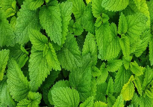 آشنایی با نعنا و مفید ترین خواص آن برای سلامت بدن + طبع 