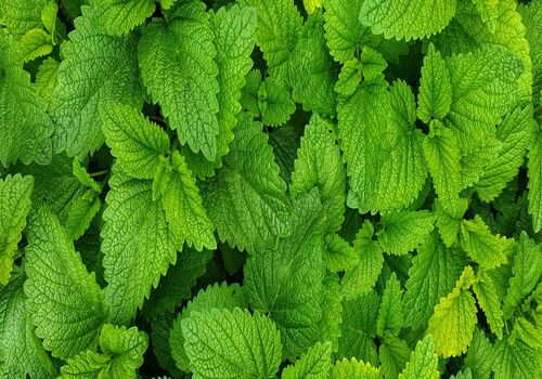 آشنایی با نعنا و مفید ترین خواص آن برای سلامت بدن + طبع 
