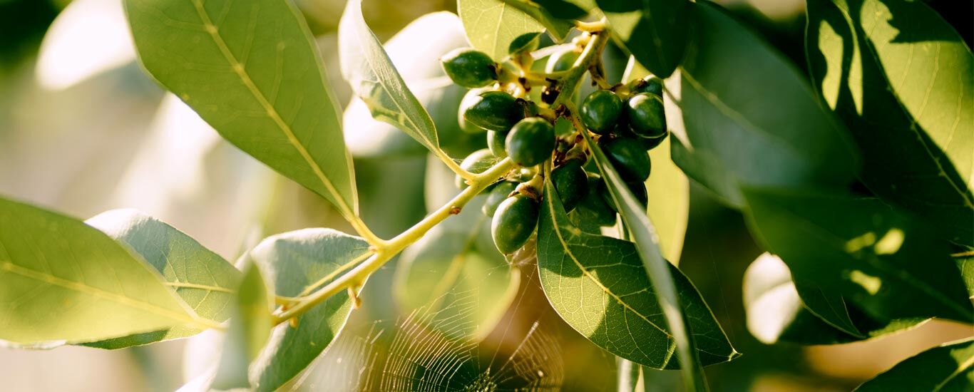 خواص برگ بو در طب سنتی + طبع و نحوه مصرف