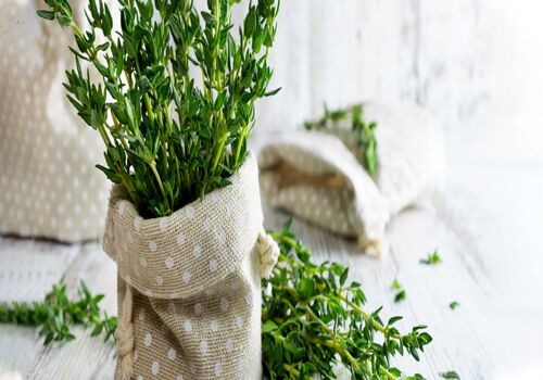 همه چیز درباره مرزه و خواص آن + طبع و شیوه مصرف