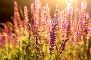 آشنایی با گیاه مریم گلی و خواص آن + طبع و نحوه مصرف