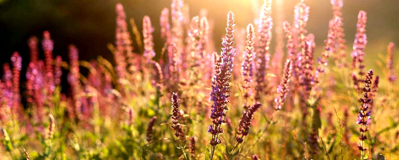 آشنایی با گیاه مریم گلی و خواص آن + طبع و نحوه مصرف