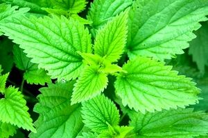 با این ترکیب گیاهی کم خونی رو تا 7 نسل جبران کنین + طرز تهیه 