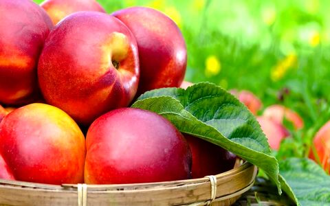 همه چیز درباره خواص شلیل، کالری و مضرات آن + طبع 