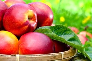 همه چیز درباره خواص شلیل، کالری و مضرات آن + طبع 
