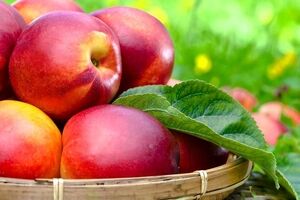 همه چیز درباره خواص شلیل، کالری و مضرات آن + طبع 