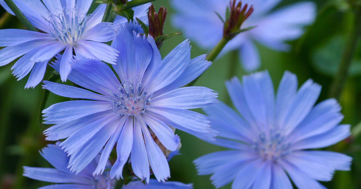 عرق کاسنی برای لاغری