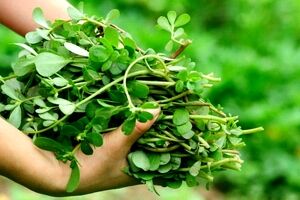 قوی ترین سبزی برای پایین آوردن قند خون 
