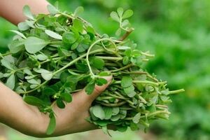 قوی ترین سبزی برای پایین آوردن قند خون 