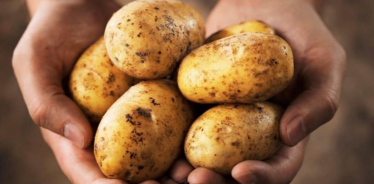 معجزه سیب زمینی برای تقویت پوست و مو + معرفی ماسک