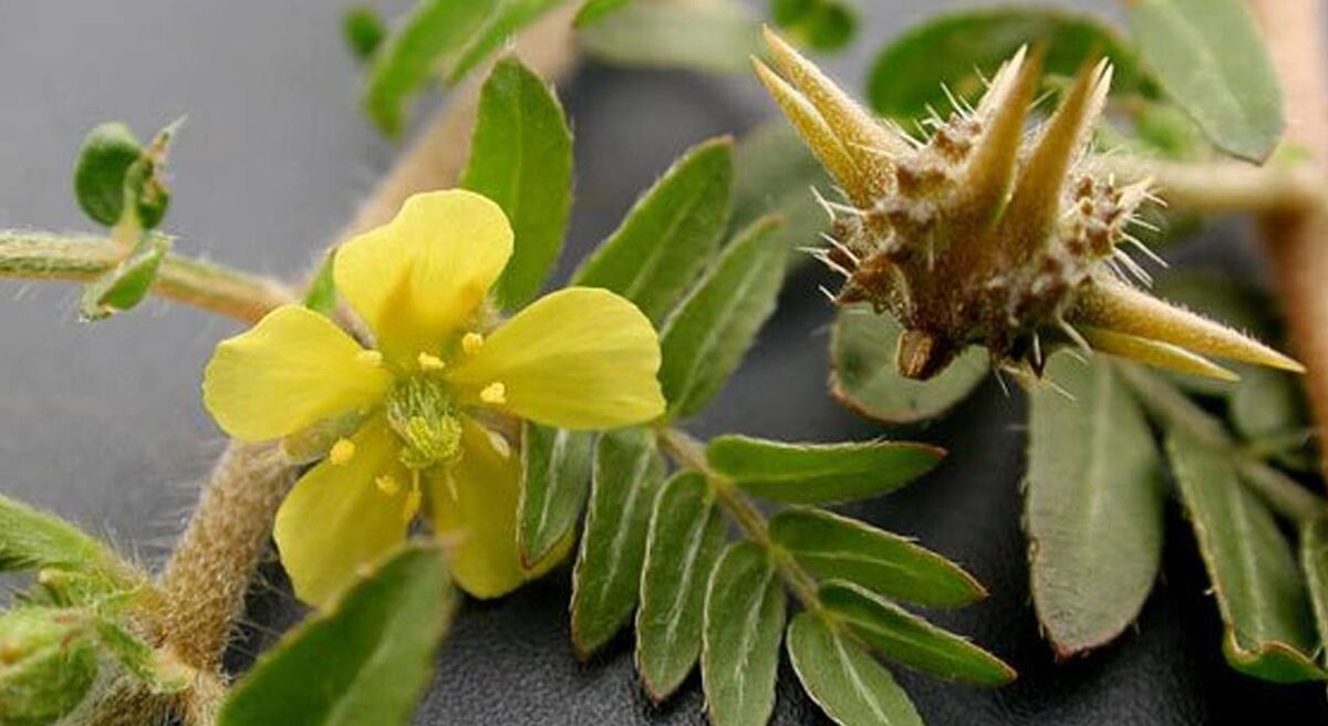 عرق خارخاسک برای کلیه