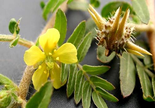 خواص درمانی سریع السیر عرق خارخاسک برای سنگ کلیه 