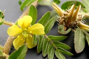 خواص درمانی سریع السیر عرق خارخاسک برای سنگ کلیه 