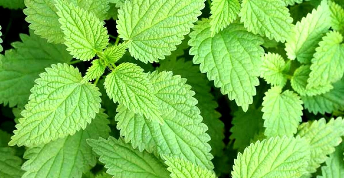 گزنه برای مردان چه خواصی دارد؟ + نحوه مصرف 