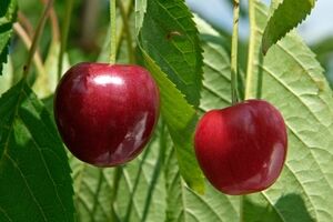 همه خواص گیلاس؛ طبع، کالری و فواید آن در طب سنتی