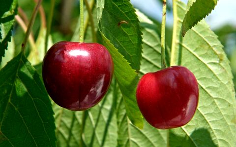 همه خواص گیلاس؛ طبع، کالری و فواید آن در طب سنتی