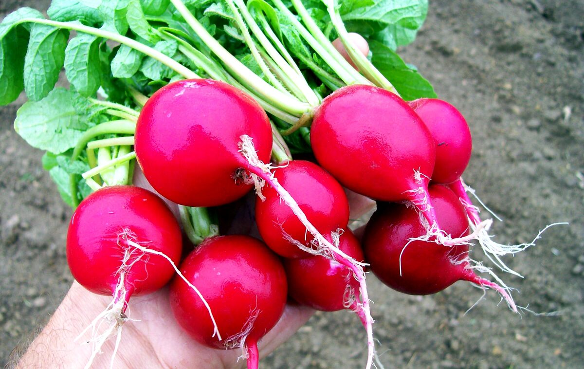 تربچه برای کودکان