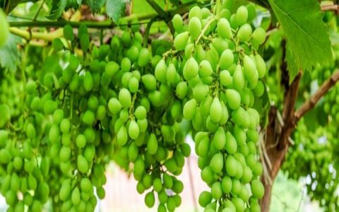 رب غوره رو درست کن تا محشرترین طعم رو به غذا بدی + طرز تهیه