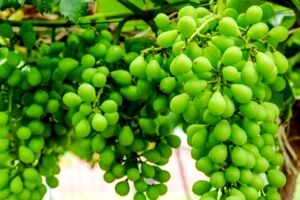 رب غوره رو درست کن تا محشرترین طعم رو به غذا بدی + طرز تهیه