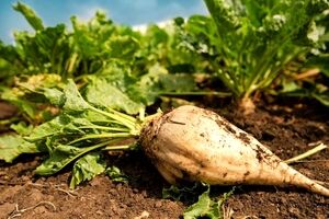 چغندر و همه خواص آن برای سلامتی + طبع و ارزش غذایی