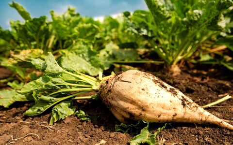 چغندر و همه خواص آن برای سلامتی + طبع و ارزش غذایی